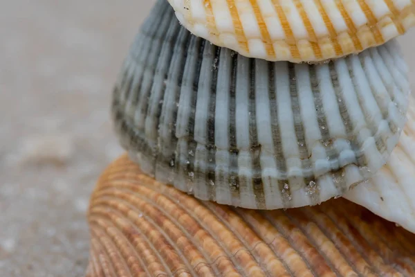 Close Up de pilha de conchas direito — Fotografia de Stock