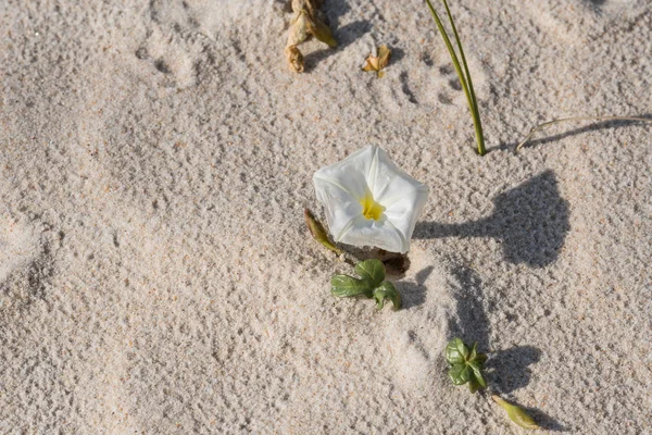 Квітка в дюнах — стокове фото