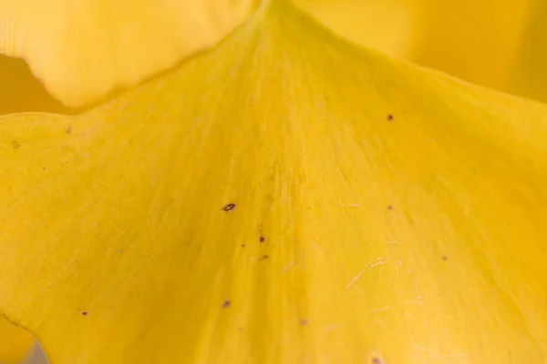 Ginkgo Leaf Close Up — Stock Photo, Image