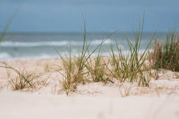 Трава в песчаных дюнах — стоковое фото