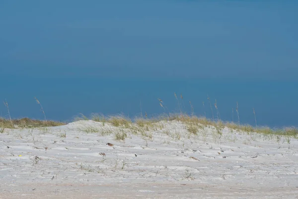 Collines de dunes de sable avec ciel bleu Copier l'espace — Photo