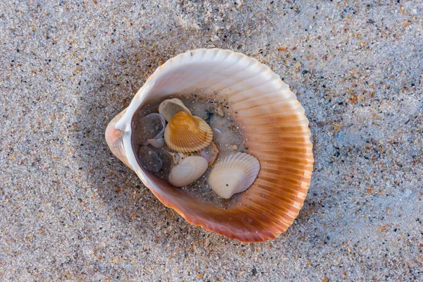 Conchas e Areia Dentro de Concha Maior — Fotografia de Stock