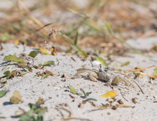 Маленькі крабові сварки через пісок — стокове фото
