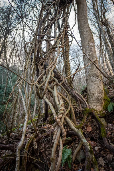 Vine og knuder - Stock-foto