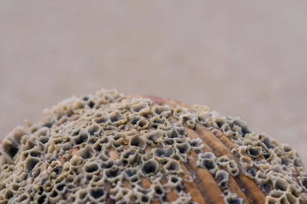 Seepocken auf Schale schließen Boden — Stockfoto