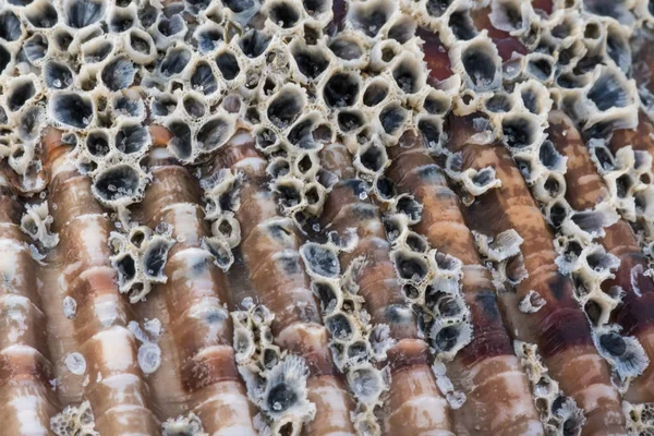 Nahaufnahme von Seepocken auf Schalentextur — Stockfoto