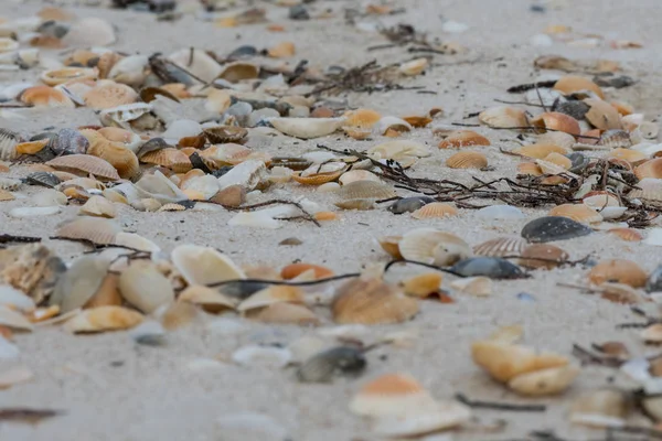 Ângulo baixo de conchas e ervas daninhas marinhas na praia — Fotografia de Stock