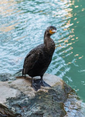 Kayada meraklı Çift Tepeli karabatak