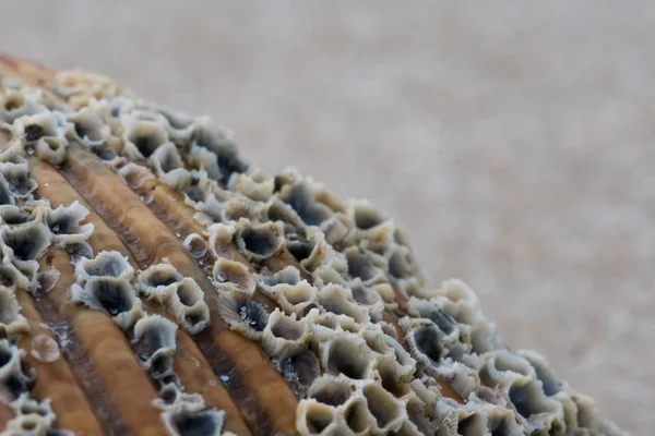 Grani di sabbia e fienili sulla conchiglia Close Up — Foto Stock