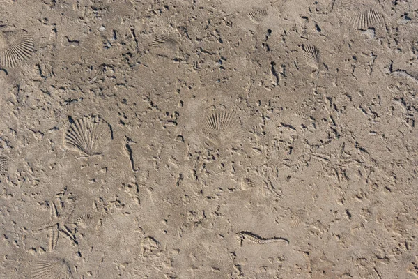 Conchas impresas en cemento —  Fotos de Stock