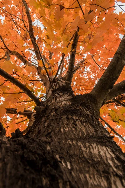 Looking Up a Tree Trunk in Fall — Stock Photo, Image
