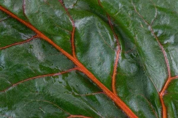 Detailní záběr z oranžové duhové Mangold listový — Stock fotografie
