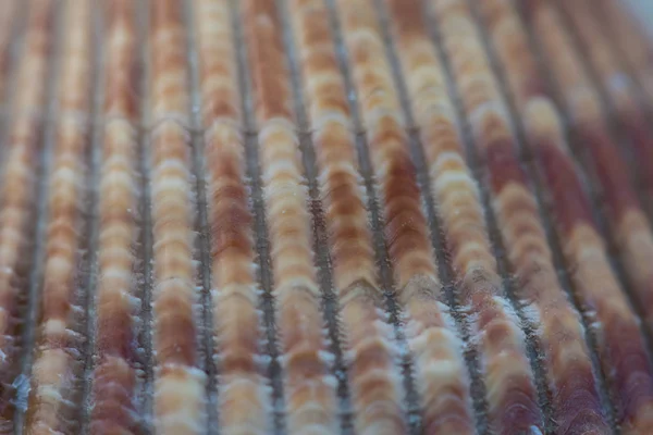 Zerfurchte Textur auf brauner Muschel — Stockfoto