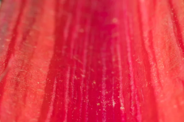 Macro de tallo de acelga arco iris rojo —  Fotos de Stock