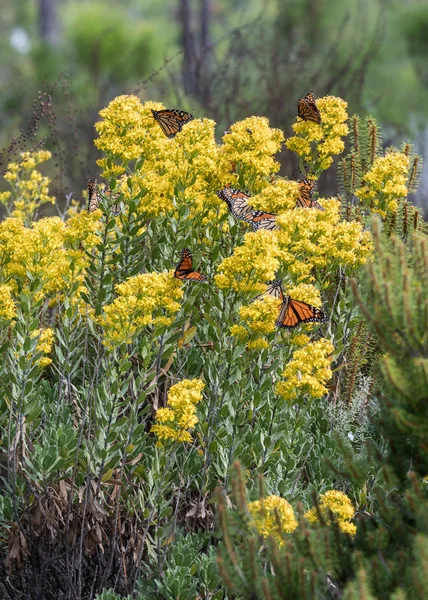 Monarcha motýlů přechodu kolem žlutou — Stock fotografie