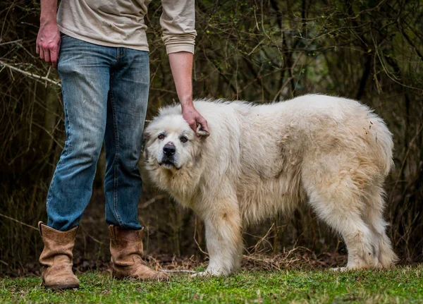 Great Pyrenees Herding Dog Getting Some Ear Scratches — Stock Photo, Image
