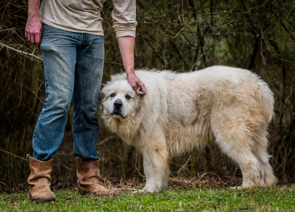 Büyük Pyrenees bazı kulak çizikler Başlarken köpek hayvan sürüsü