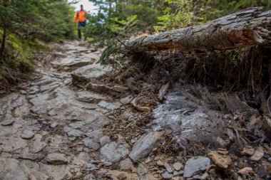 İğne buz yol kenarı boyunca
