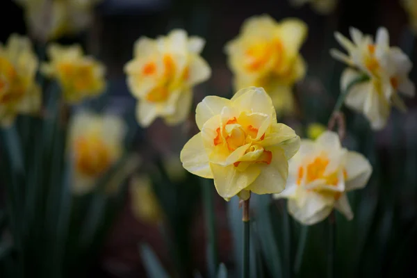 Queensday Daffodil Fioritura — Foto Stock