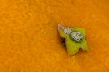 Kök deniz Orange yakın