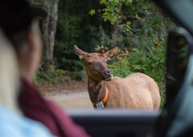 Tourist Safely Observe Elk Cow From Truck clipart