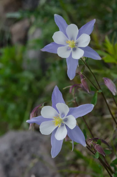 Dos Columbine en Colorado Wilderness — Foto de Stock