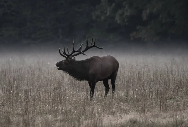 Bull Elk Bugles no nevoeiro da manhã silenciado — Fotografia de Stock