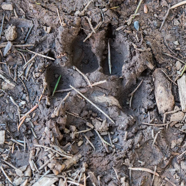 Empreinte du lion de montagne dans la boue — Photo