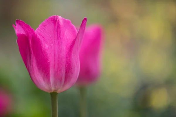 Tulipa rosa com espaço de cópia para a direita — Fotografia de Stock