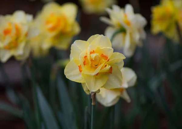 Queensday narciso centrato — Foto Stock