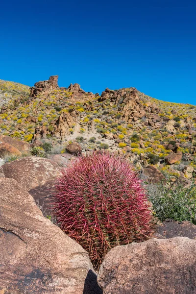 Cactus de barril rojo con cuñas en rocas — Foto de Stock