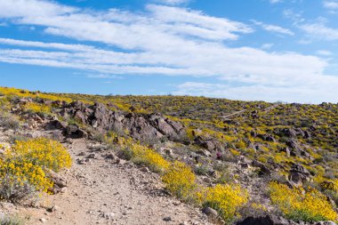İz kesim ile kayalık çöl çiçek