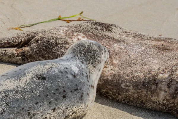 Giovani infermieri di cuccioli di foca — Foto Stock