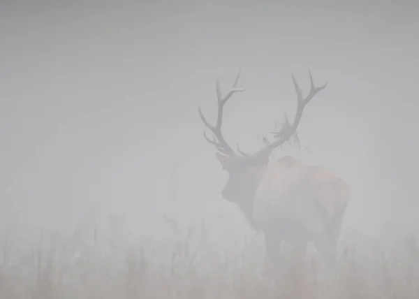 Bull Elk s'éloigne dans le brouillard — Photo