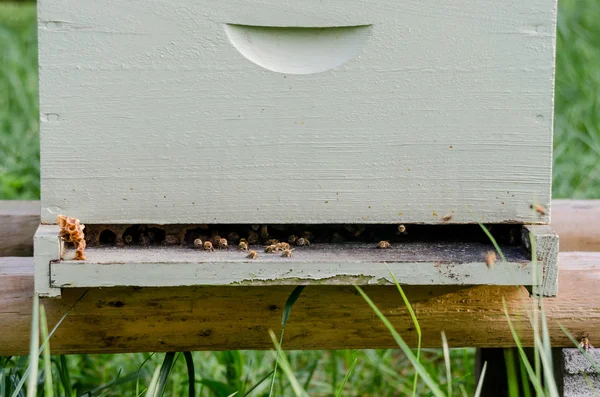 Beekeeping box close up — Stock Photo, Image