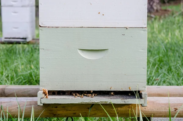 Beekeeping box medium shot — Stock Photo, Image
