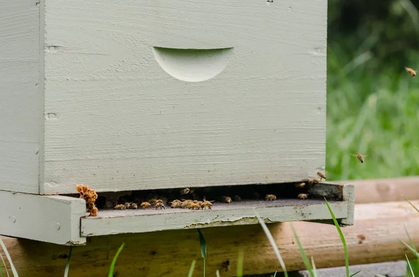 Beekeeping Box Three Quarter View — Stock Photo, Image