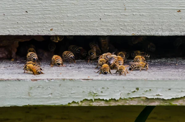 벌통 입구에 있는 벌들 — 스톡 사진