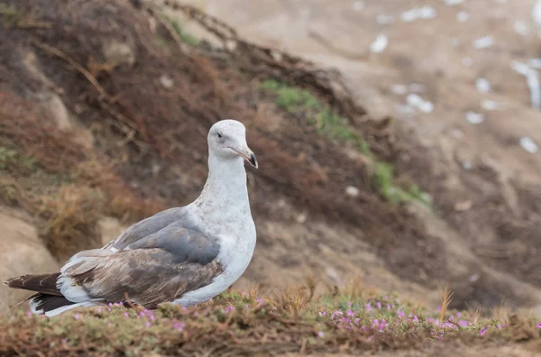 Vies oud Seagull op de met gras begroeide Cliff — Stockfoto