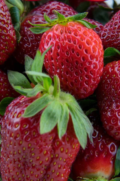 Bauernhof frische Erdbeeren im Haufen — Stockfoto