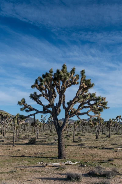 Champ d'arbres Joshua et ciel bleu — Photo