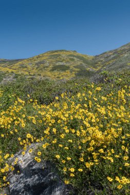 California Brittlebush tarafından örtülü Hillside