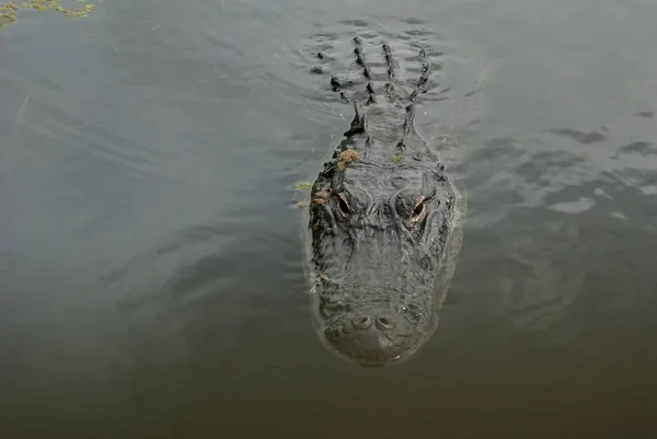 Visage d'alligator à venir — Photo