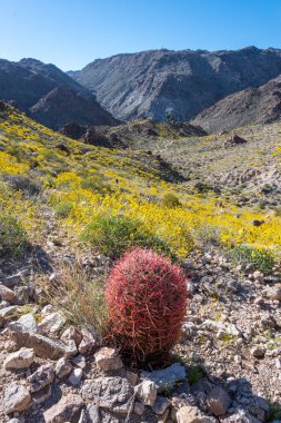 Yalnız Kırmızı varil kaktüs sarı Vadisi üzerinde duruyor