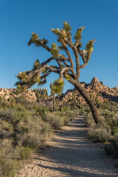Joshua Tree Leans Over Dirt Road — Stock Photo, Image