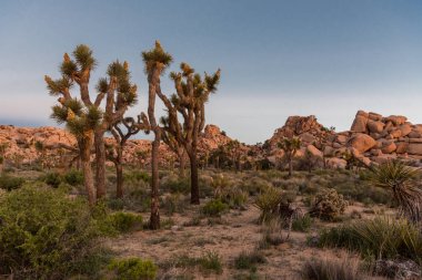 Joshua ağaçlar ve kayalar üzerindeki sabah