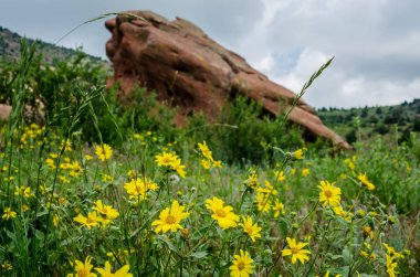 Yellow Wildflowers in Red Rocks Park clipart