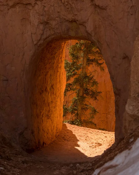 Árvore através do túnel Hoodoo — Fotografia de Stock