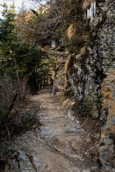 Tunelu drzew na wąski szlak — Zdjęcie stockowe