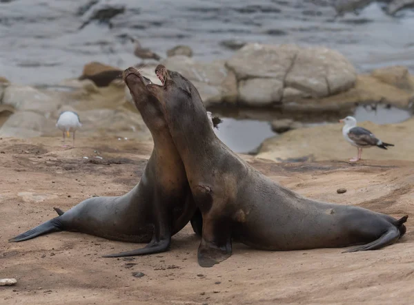 Two Sea Lions Fight — Stock Photo, Image